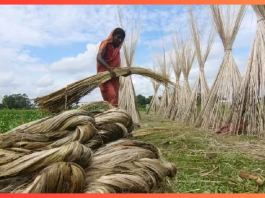 Modi government gave a big gift to farmers, increased MSP of raw jute; know the full details