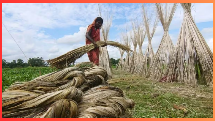 Modi government gave a big gift to farmers, increased MSP of raw jute; know the full details